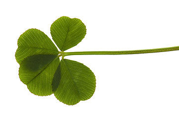 Image showing Four Leaf Clover isolated on the white background