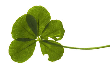 Image showing Five Leaf Clover isolated on the white background