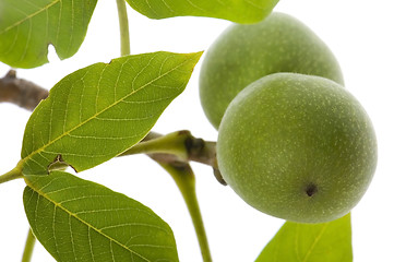 Image showing growing walnuts isolated on the white