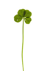 Image showing Four Leaf Clover isolated on the white background