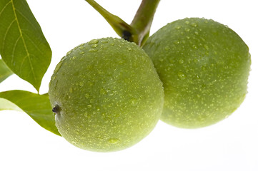 Image showing growing walnuts isolated on the white