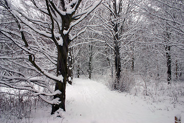 Image showing winter