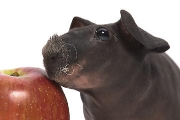 Image showing skinny guinea pig and red apple h on white background