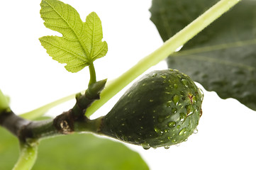 Image showing fig tree with fruit