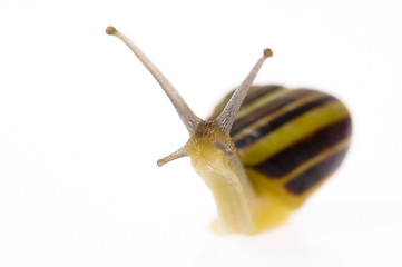 Image showing Edible snail on the white background