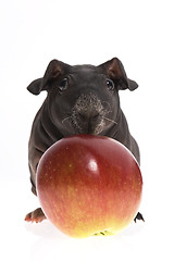 Image showing skinny guinea pig and red apple h on white background