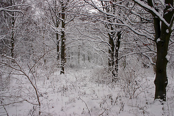 Image showing winter