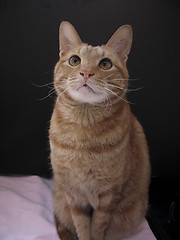 Image showing cat sitting in front of a black card, 6