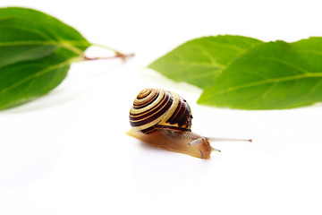 Image showing snail and leafs