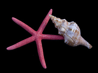 Image showing Starfish and shells