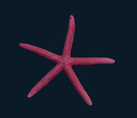 Image showing Starfish