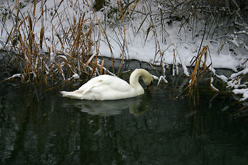 Image showing swan