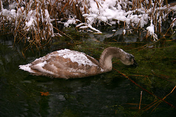 Image showing swan