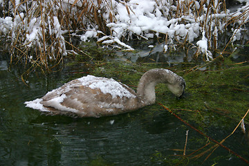 Image showing swan