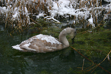 Image showing swan