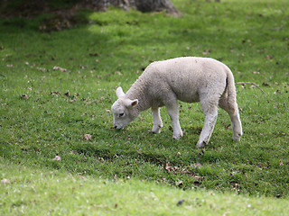 Image showing Grazing lamb