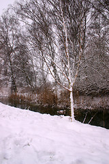 Image showing brook on winter