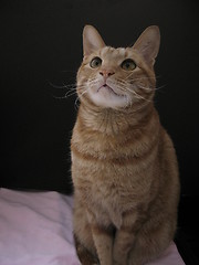 Image showing cat sitting in front of a black card, 7