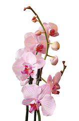 Image showing Orchidea Flower