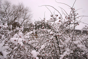 Image showing rosehip on winter