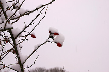 Image showing rosehip on winter