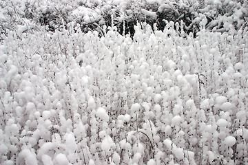 Image showing snow that cotton