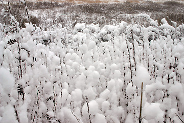 Image showing snow that cotton