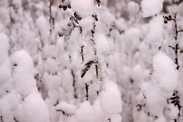 Image showing snow that cotton