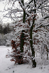 Image showing winter