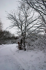 Image showing winter