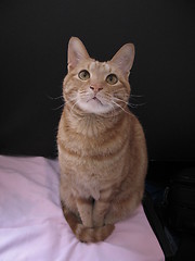 Image showing cat sitting in front of a black card, 9