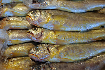 Image showing Fish