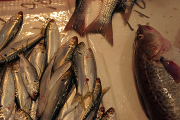 Image showing Fish