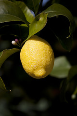 Image showing Lemon on a tree