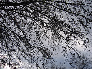 Image showing old tree in winter