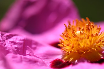 Image showing Pink Rockrose