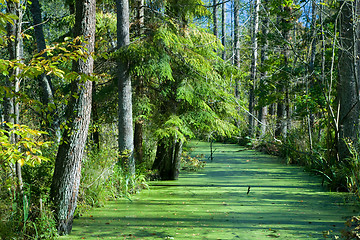 Image showing Forest river duckweed covered among alder trees