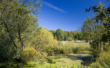 Image showing Swampy valley of Lesna River in sunny autumnal day 