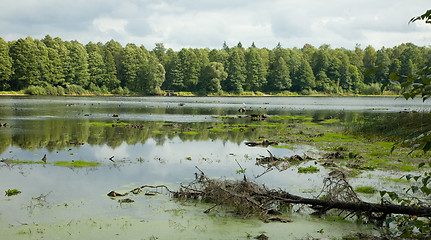 Image showing Shallow reservoir with deciduous forest around