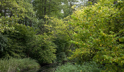 Image showing Riparian forest over small forest river landscape