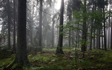 Image showing Misty late summer mainly coniferous stand