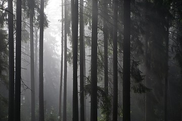 Image showing Coniferous trees silhouette against light of misty sunrise