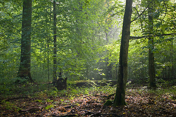 Image showing Light reaching misty deciduous stand with old trees