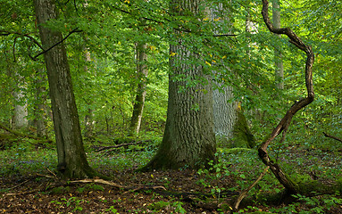 Image showing Old large oak trees 