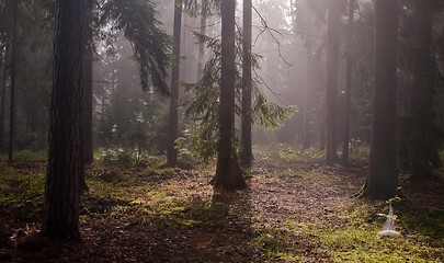 Image showing Coniferous trees against light of misty sunrise