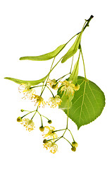 Image showing Linden flower