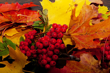 Image showing maple leaves and rowanberries