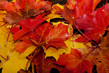Image showing maple leaves
