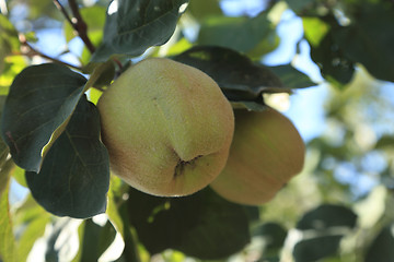 Image showing Immature quinces (Cydonia oblonga)