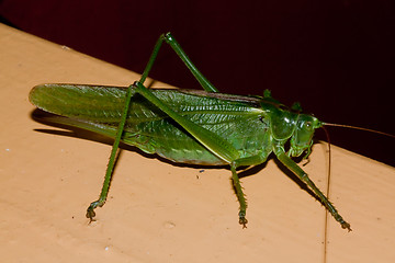 Image showing grasshopper